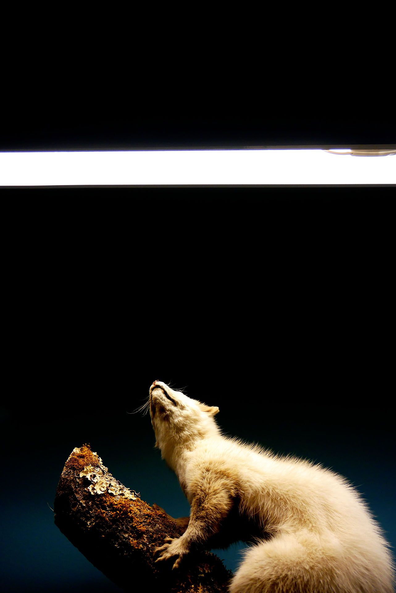 Animaux empaillés au muséum d'histoire naturelle de Genève en Suisse Stuffed animals at the Geneva Natural History Museum in Switzerland